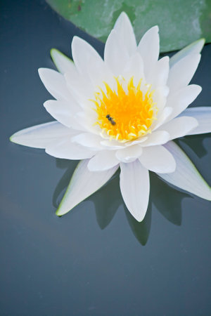 Water lilies and beesの写真素材