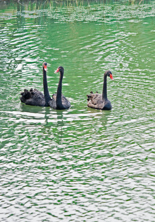 Three black swanの写真素材