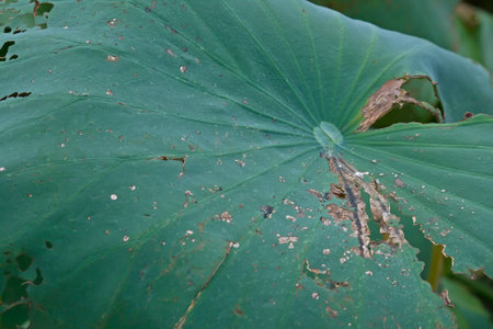 Autumn lotus close-upの写真素材