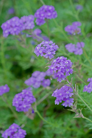 Verbena tenera