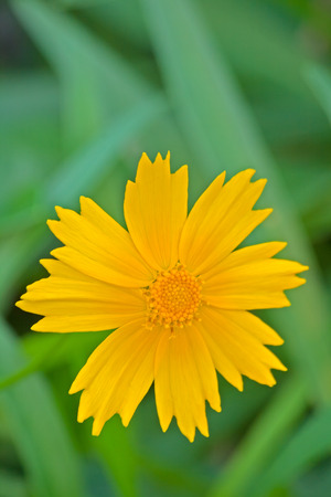 Chrysanthemumの写真素材