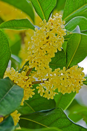 China golden osmanthus close-upの写真素材