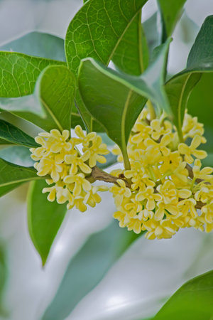 Osmanthus fragrans var. Latifolius close-upの写真素材