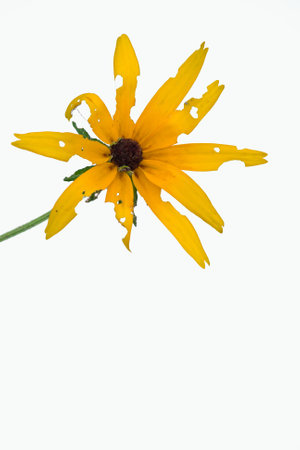 A white background Rudbeckia hirtaの写真素材