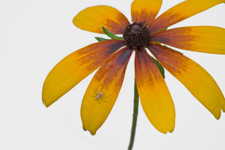 Rudbeckia hirta and spiderの写真素材