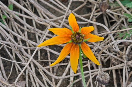 Rudbeckia hirta and litterの写真素材