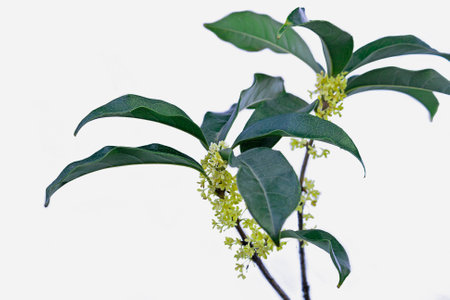 Sweet-scented flowerの写真素材