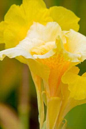 Canna yellow close-upの写真素材
