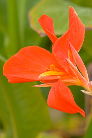 Red canna close-up Description: A Red cの写真素材