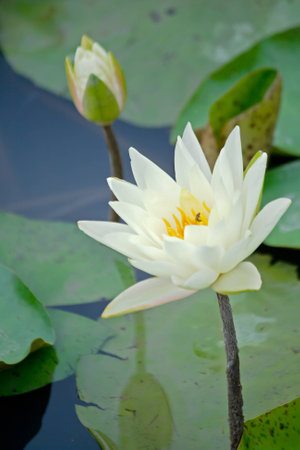 White water lilyの写真素材