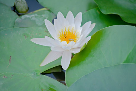 The white water lilyの写真素材