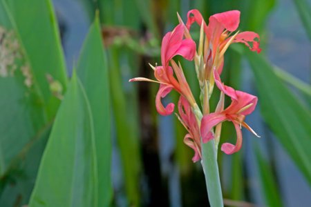 Red Canna generalisの写真素材