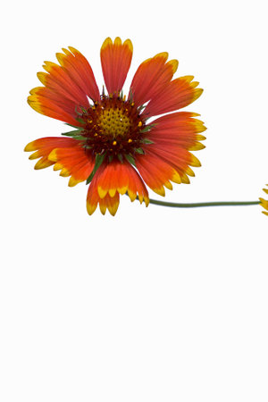 red Zinnia and Snailの写真素材