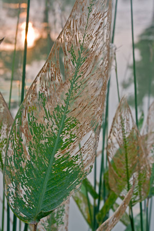Thalia dealbata leaves backgroundの写真素材