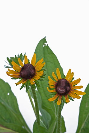 Rudbeckia hirtaの写真素材
