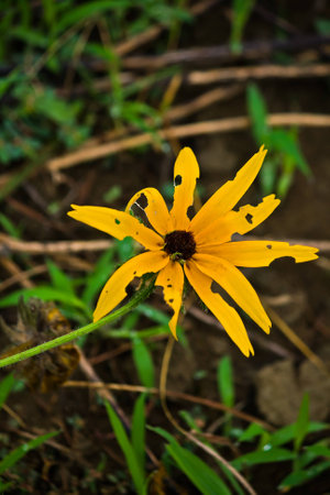 Rudbeckia hirtaの写真素材