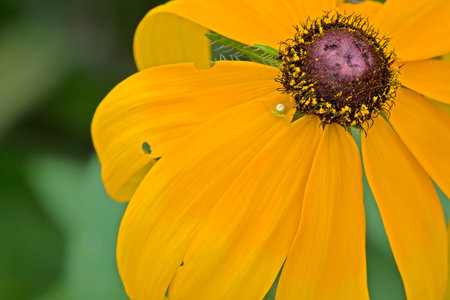 Rudbeckia hirta and spider