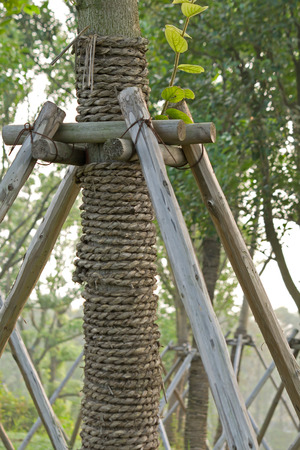 Tree tree support illustrationの写真素材