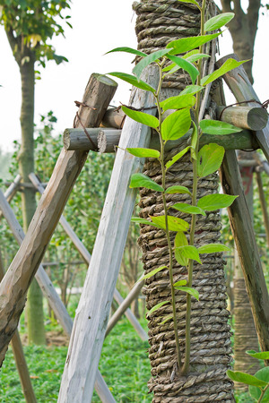 Tree support illustrationの写真素材