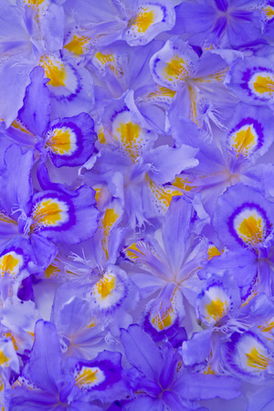 Orchid の写真素材