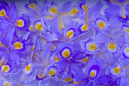 Orchidの写真素材
