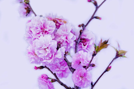 Pink cherry blossomsの写真素材