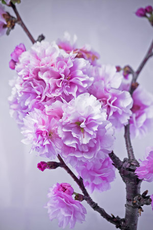 cherry blossomsの写真素材