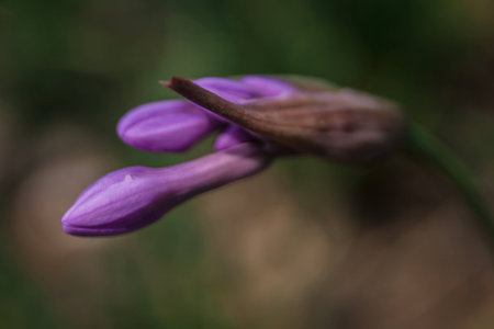 purple flower budの写真素材