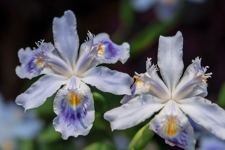 purple flowerの写真素材