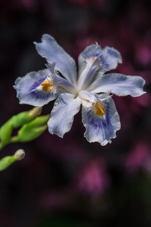 purple flowerの写真素材