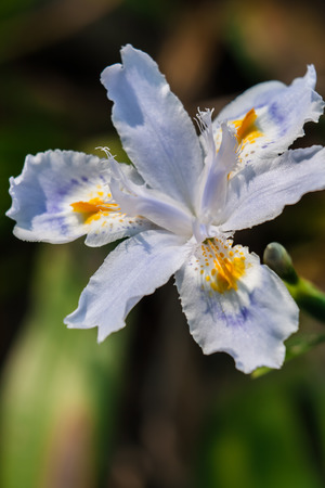 orchid の写真素材