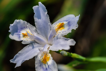 Orchid 