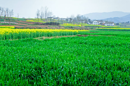 Fields in spring wheat and rapeの写真素材