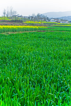 Fields in spring wheat and rapeの写真素材
