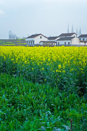Spring rape fields and residence の写真素材