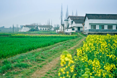 Spring rape fields and residenceの写真素材