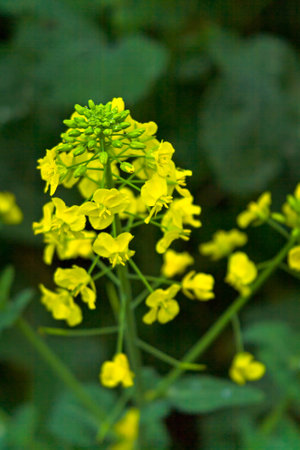 Field of blooming rape flowers close-upの写真素材