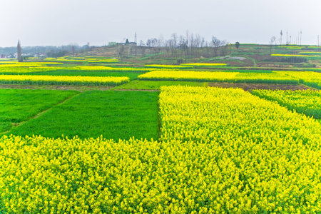 Spring rape fieldsの写真素材