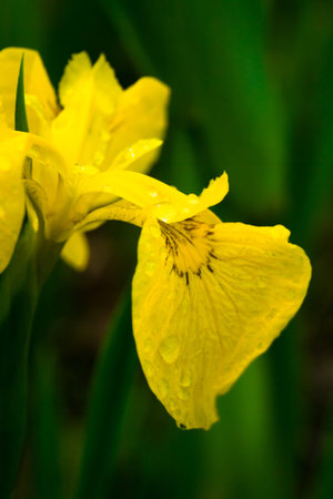 close-up of yellow irisの写真素材