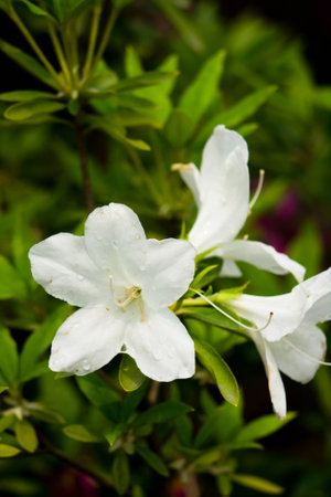 White cuckooの写真素材