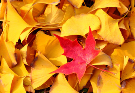 A red maple leaf in the middle of many of yellow folium ginkgo