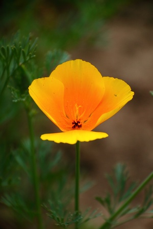 Flowers bloom close-upの写真素材