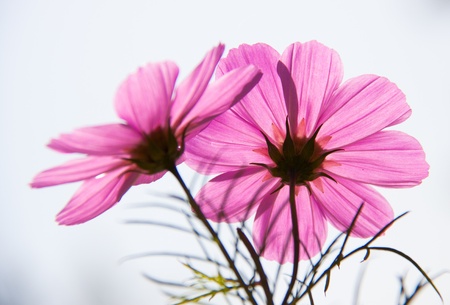 Blooming cosmosの写真素材