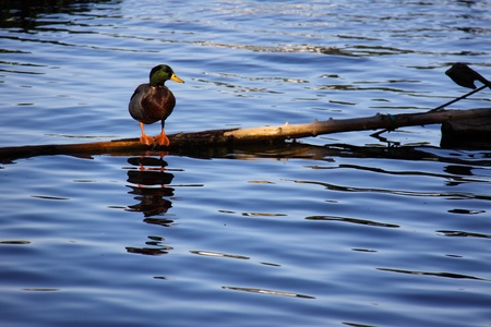Water duckの写真素材