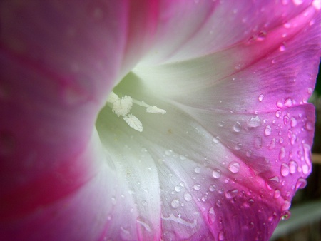 Morning Glory core and petalの写真素材