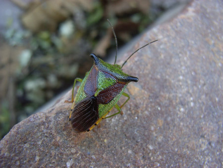 Beautiful Beetle