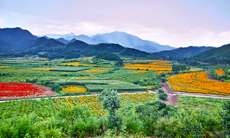 Beijing Four Seasons flowers Sea under the sun tourist areaの写真素材