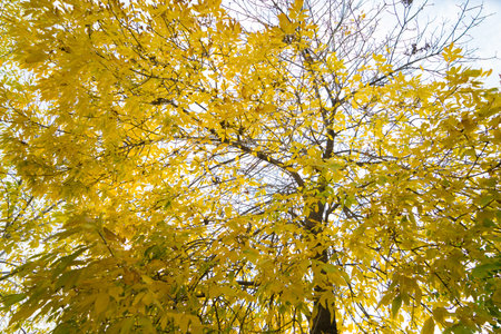 Autumn leaves in the park