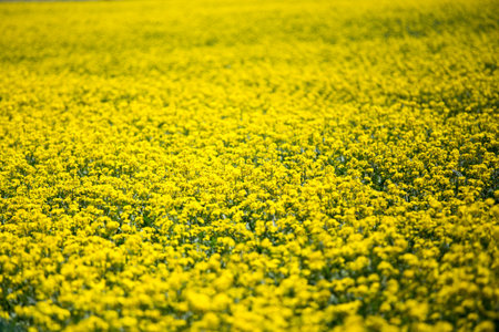 China Qinghai Lake in full bloom