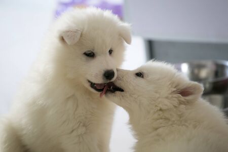 Cute Samoyed Dogsの写真素材